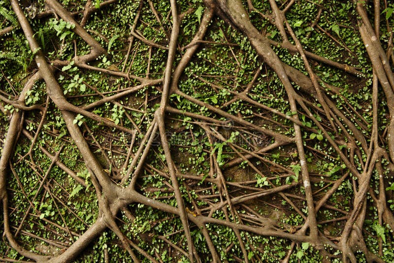 Tree root wall with green plants. Tree root wall with green plants