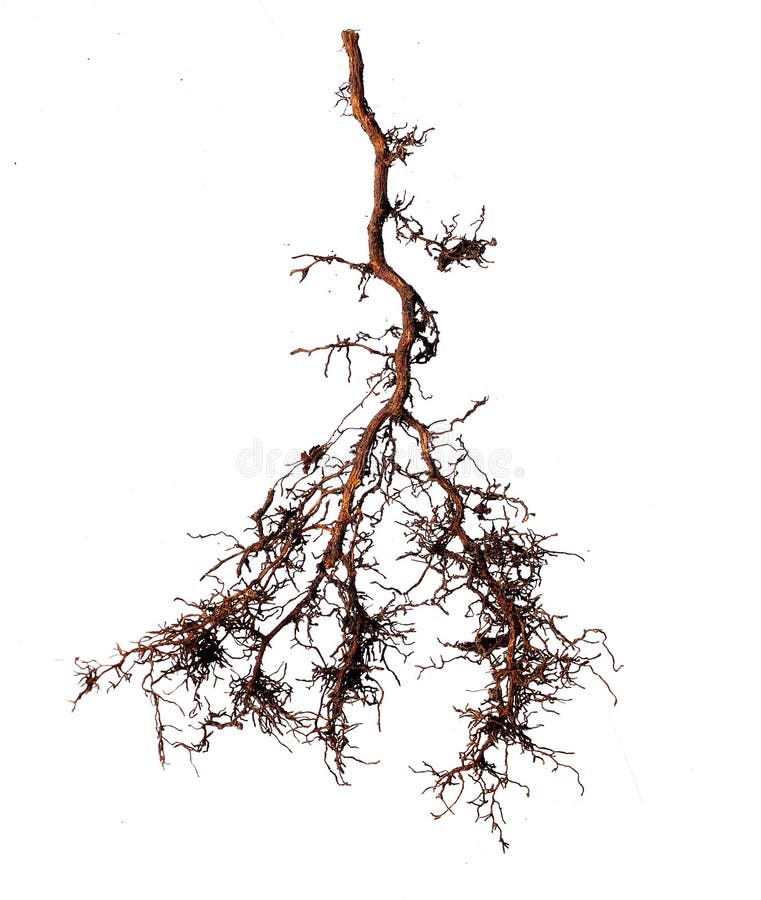 Tree root on white background. Tree root on white background