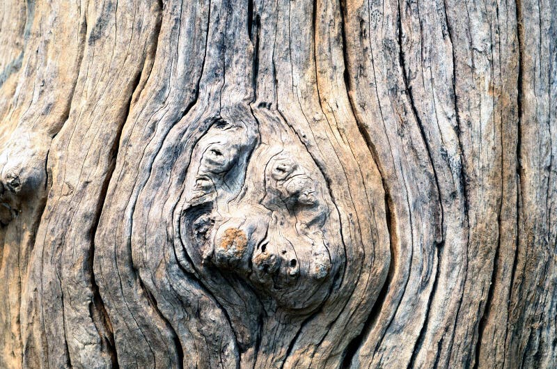 Tree Root Detail background of Chair. Tree Root Detail background of Chair