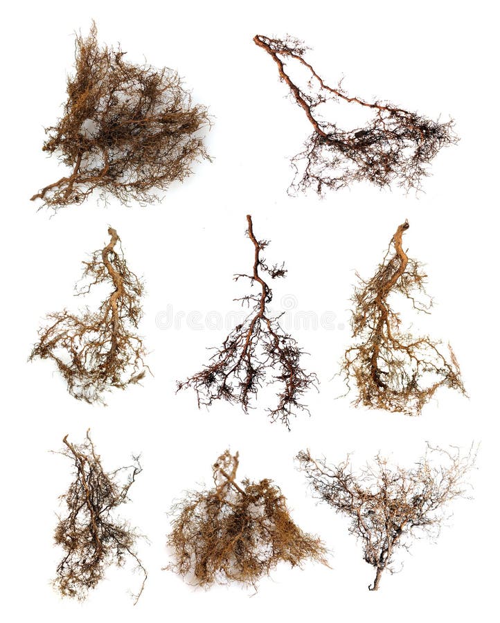 A bunch of tree root on white background. A bunch of tree root on white background