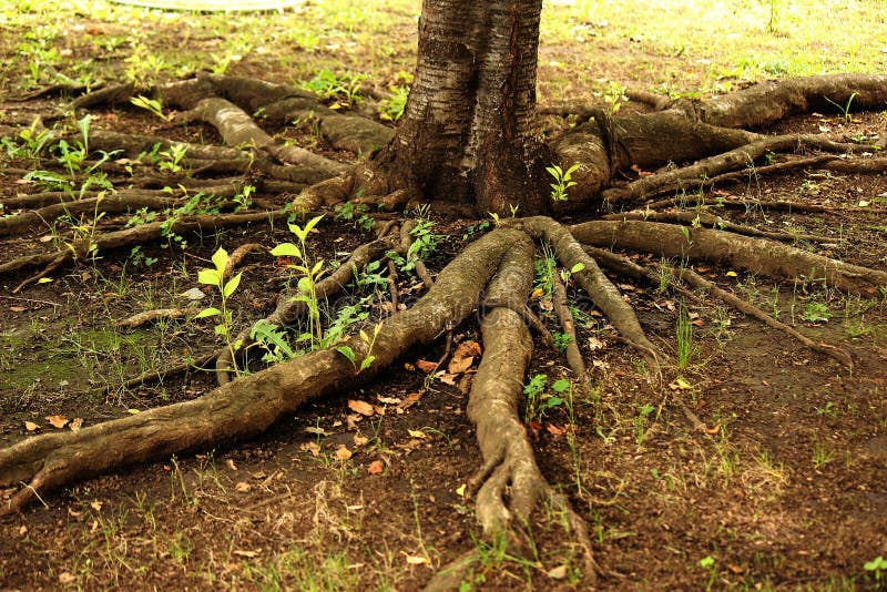 Free expansion of tree roots. Free expansion of tree roots..