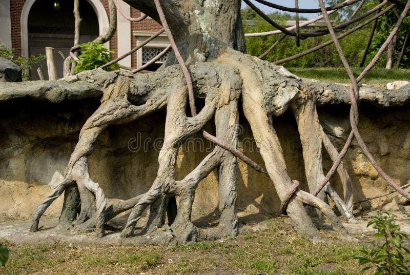 Close-up view of a trees root coming from the ground. Close-up view of a trees root coming from the ground