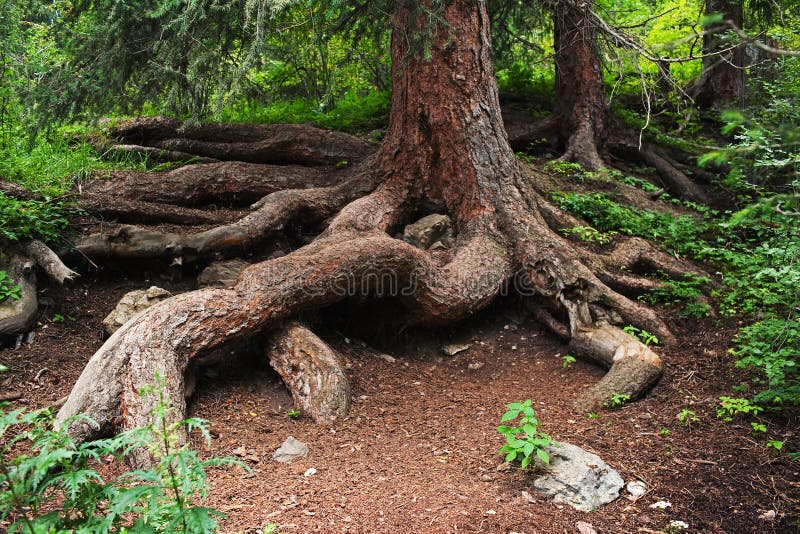 Pine tree root in summer mountain forest. Pine tree root in summer mountain forest