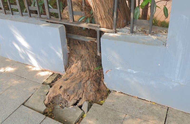 Structural damage caused by tree root in Shanghai China. Structural damage caused by tree root in Shanghai China.