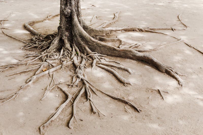 Tree root on the dried land. Tree root on the dried land