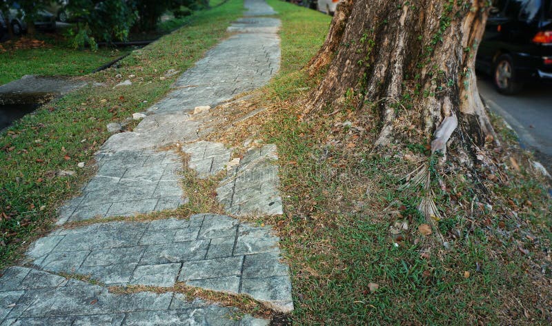 Tree root causing pavement damage at roadside. Tree root causing pavement damage at roadside