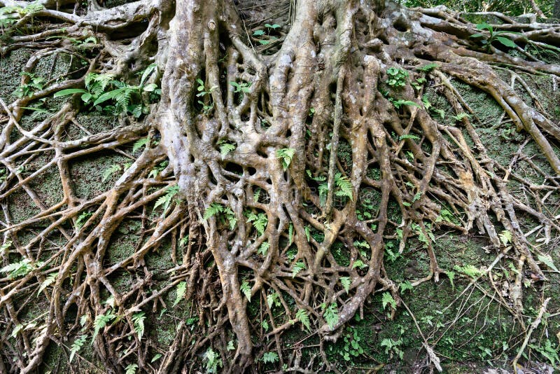 Amazing Heart shaped tree root. Amazing Heart shaped tree root