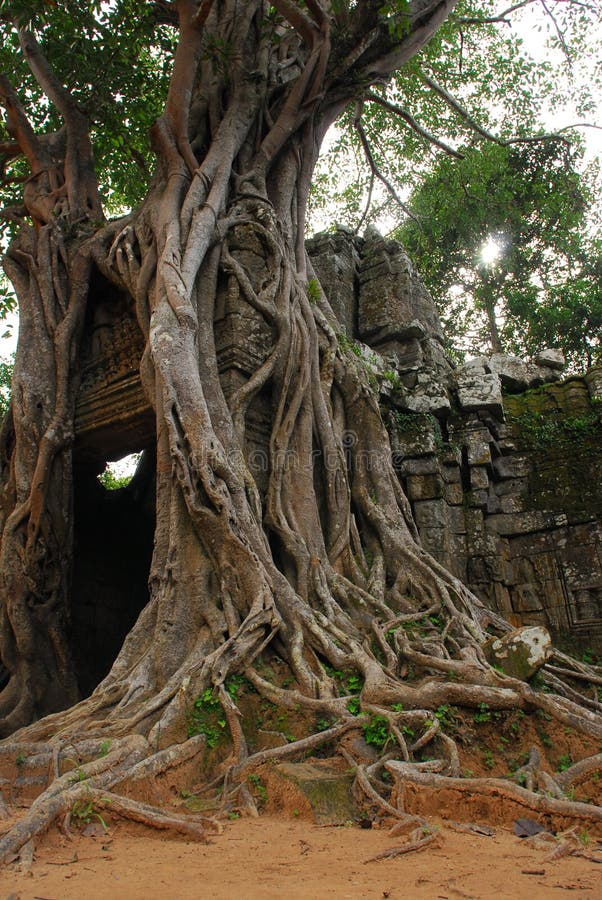 Big tree root cover building. Big tree root cover building