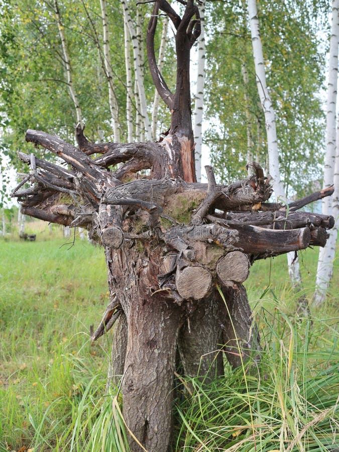 Ithe root of the excavated tree prepared for further processing. Ithe root of the excavated tree prepared for further processing