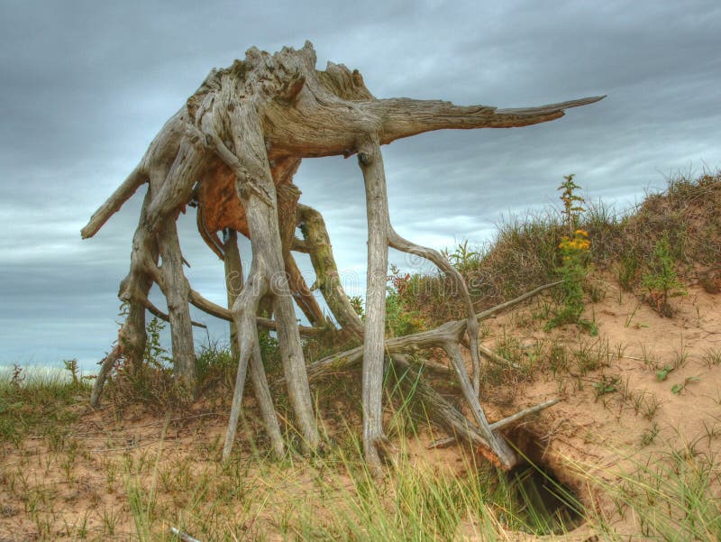 Raíz ‘elefante ‘del árbol. Después de años de cultivo y a fin de volver las dunas a su estado natural, Inglaterra natural que manejan la reserva Merseyside de las dunas de Ainsdale redujo las franjas grandes de los bosques del pino Cinco años encendido y las dunas de arena habían desplazado, al igual que la intención, dejando docenas de raíces ahora descubiertas del árbol, que se asemejan al tipo las ‘criaturas ‘de la fantasía, por ejemplo este ‘elefante ‘