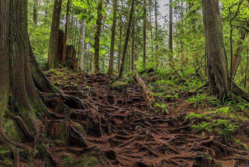 Raízes retorcidas expostas e torcidas de pinheiros que crescem em uma encosta em Lynn Canyon Park, em Vancouver, Canadá