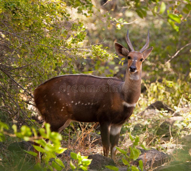 The Bushbuck (Tragelaphus scriptus) is an inhabitant of the thick jungle, hunters consider it a dangerous antelope for ambushing itÂ´s persecutor when wounded. The Bushbuck (Tragelaphus scriptus) is an inhabitant of the thick jungle, hunters consider it a dangerous antelope for ambushing itÂ´s persecutor when wounded.