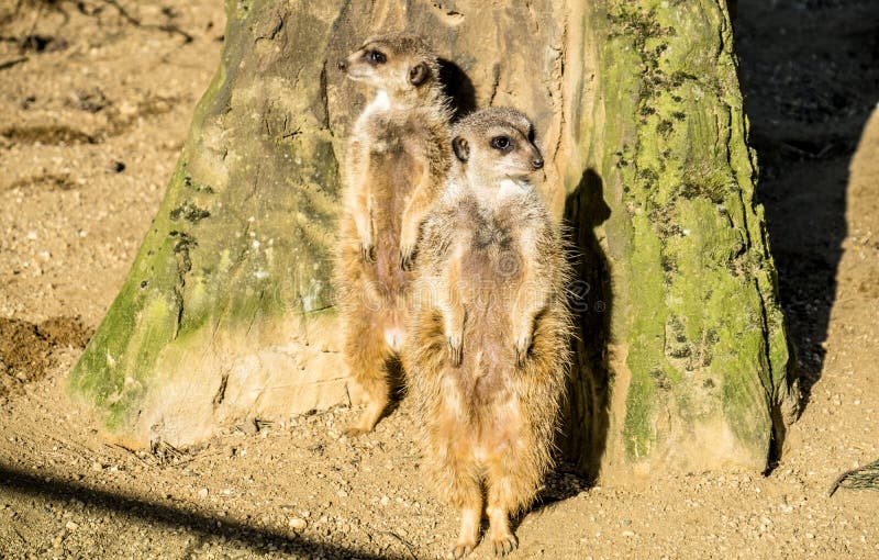 Raźny meerkat, Suricata suricatta, stoi na strażniku obrazy royalty free Raźny meerkat, Suricata suricatta, stoi na strażniku obrazy royalty free