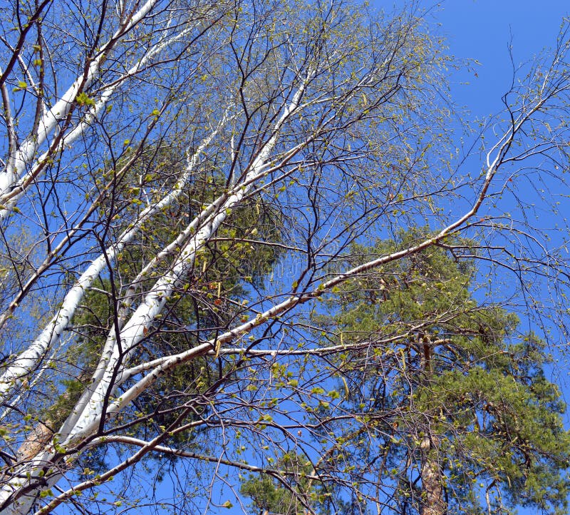 ?rbol, cielo, naturaleza, bosque, ?rboles, ramas, azul, primavera, verde, hoja, ramas, ?rbol, al aire libre, estaci?n, paisaje, t fotos de archivo libres de regalías ?rbol, cielo, naturaleza, bosque, ?rboles, ramas, azul, primavera, verde, hoja, ramas, ?rbol, al aire libre, estaci?n, paisaje, t fotos de archivo libres de regalías