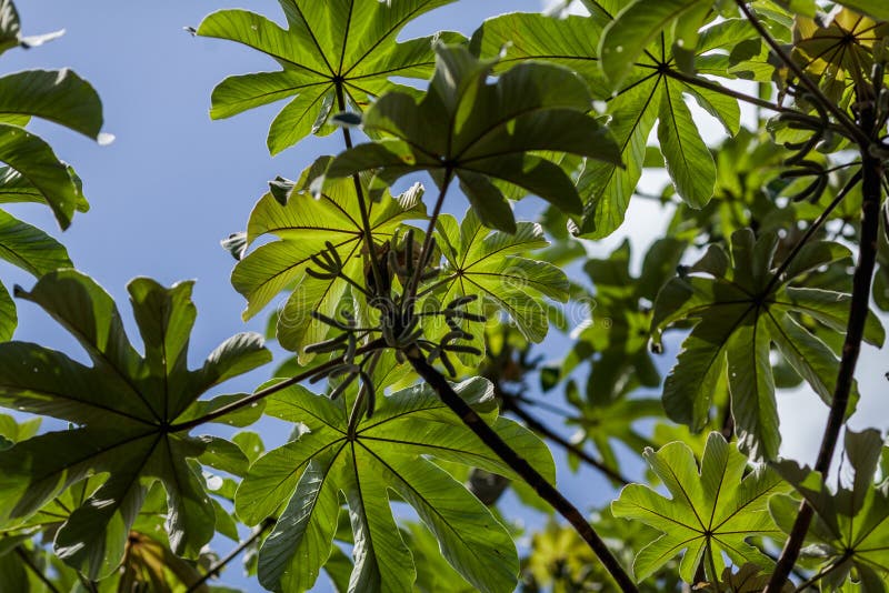 ?rbol de trompeta el árbol típico de Yucatán fotos de archivo ?rbol de trompeta el árbol típico de Yucatán fotos de archivo