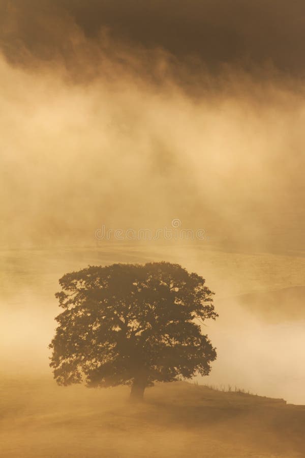 ?rbol en la niebla de la ma?ana fotografía de archivo libre de regalías ?rbol en la niebla de la ma?ana fotografía de archivo libre de regalías