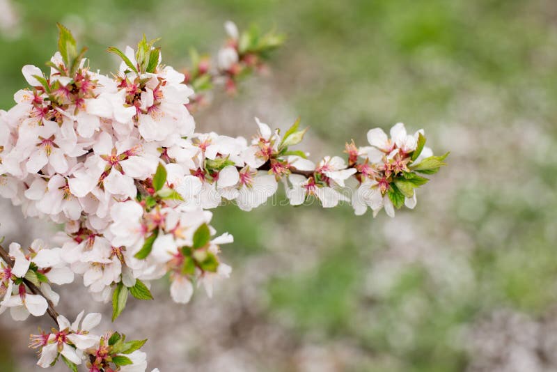 ?rboles de Cherry Blossom, fondo del tiempo de la naturaleza y de primavera Flores rosadas de sakura foto de archivo libre de regalías ?rboles de Cherry Blossom, fondo del tiempo de la naturaleza y de primavera Flores rosadas de sakura foto de archivo libre de regalías