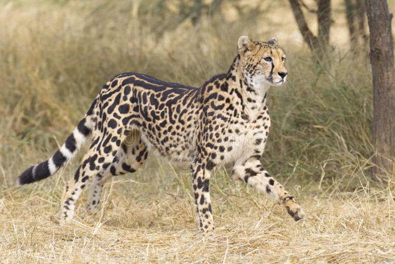 Re femminile Cheetah (jubatus) del Acinonyx, Sudafrica immagini stock libere da diritti Re femminile Cheetah (jubatus) del Acinonyx, Sudafrica immagini stock libere da diritti