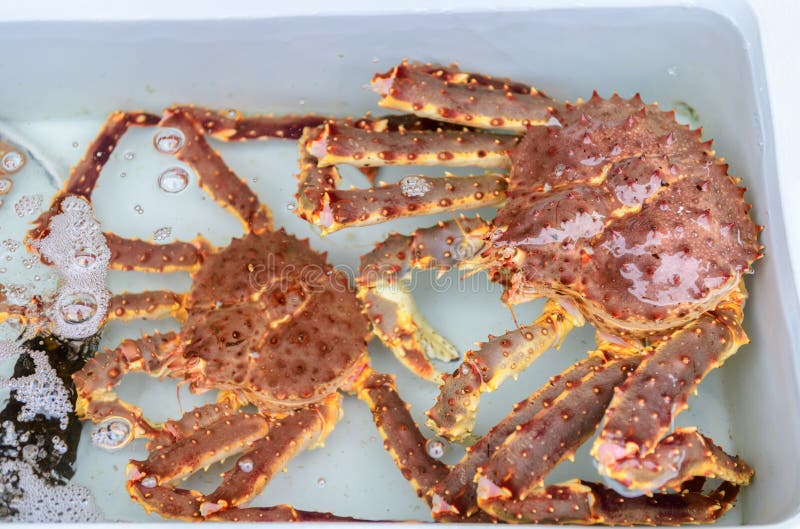 Re fresco Crab in acqua al mercato ittico fotografie stock libere da diritti Re fresco Crab in acqua al mercato ittico fotografie stock libere da diritti