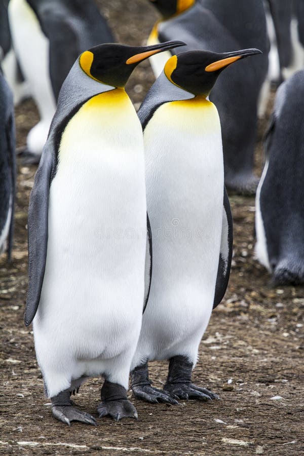 Re Penguin - coppia che sogna il futuro fotografia stock libera da diritti