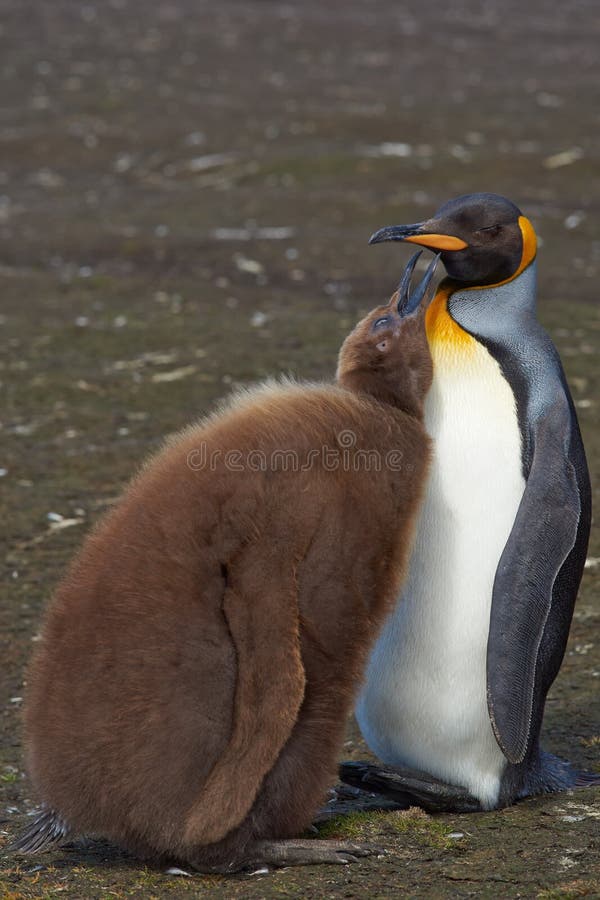 Re Penguin e pulcino affamato - Falkland Islands immagine stock Re Penguin e pulcino affamato - Falkland Islands immagine stock