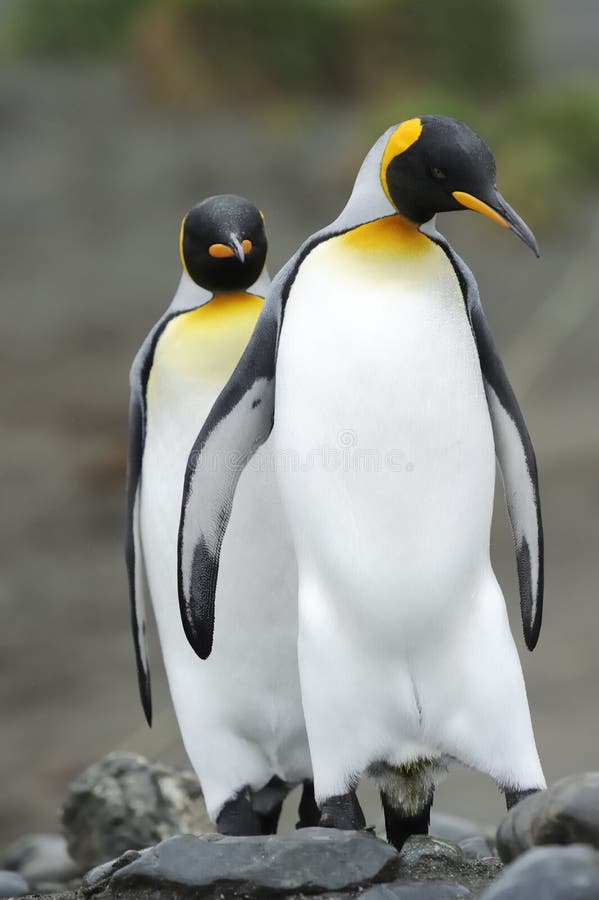 Re Penguin (patagonicus dell'aptenodytes) che sta sulla spiaggia immagini stock