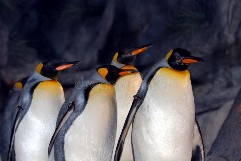 Re Penguins immagini stock Re Penguins immagini stock
