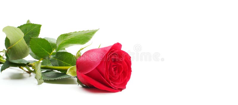Rea rose flower on white horizontal long background