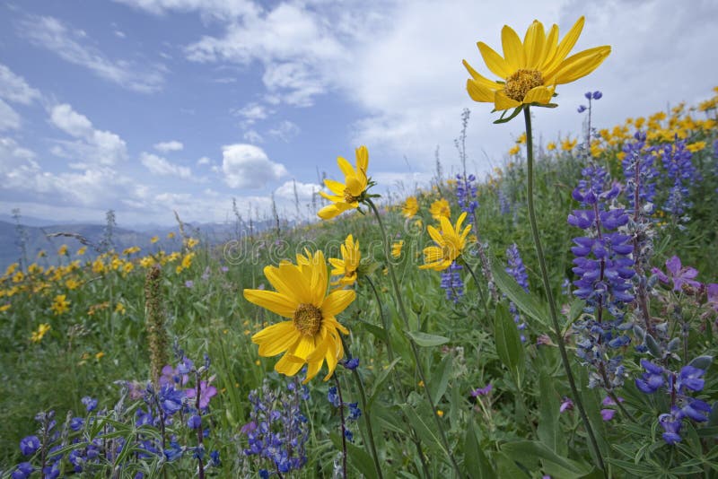 Mountain wildflowers common sunflower blue sky flowers wildflower