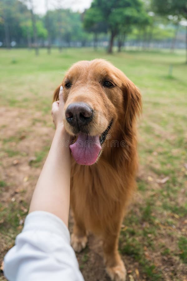 Reaching Out To Touch The Face Of The Golden Retriever Stock Image Image Of Animal Happy 213291759