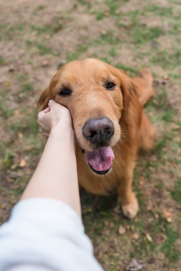 Reaching Out To Touch The Face Of The Golden Retriever Stock Image Image Of Animal Happy 213291759