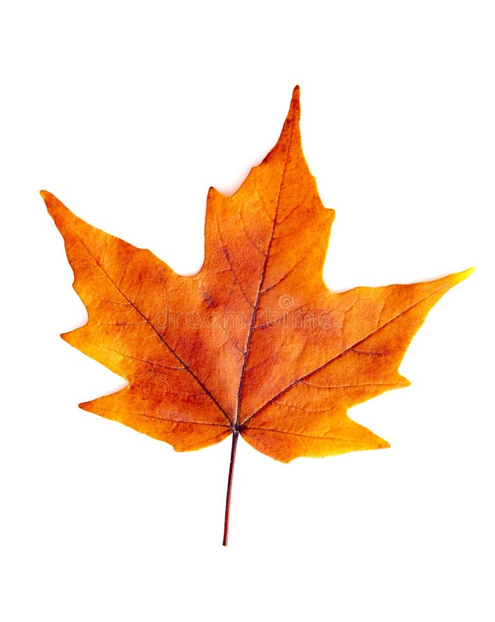 Read Single Colored Fall Leaf on a White Background Stock Photo - Image of  maple, yellow: 128840862