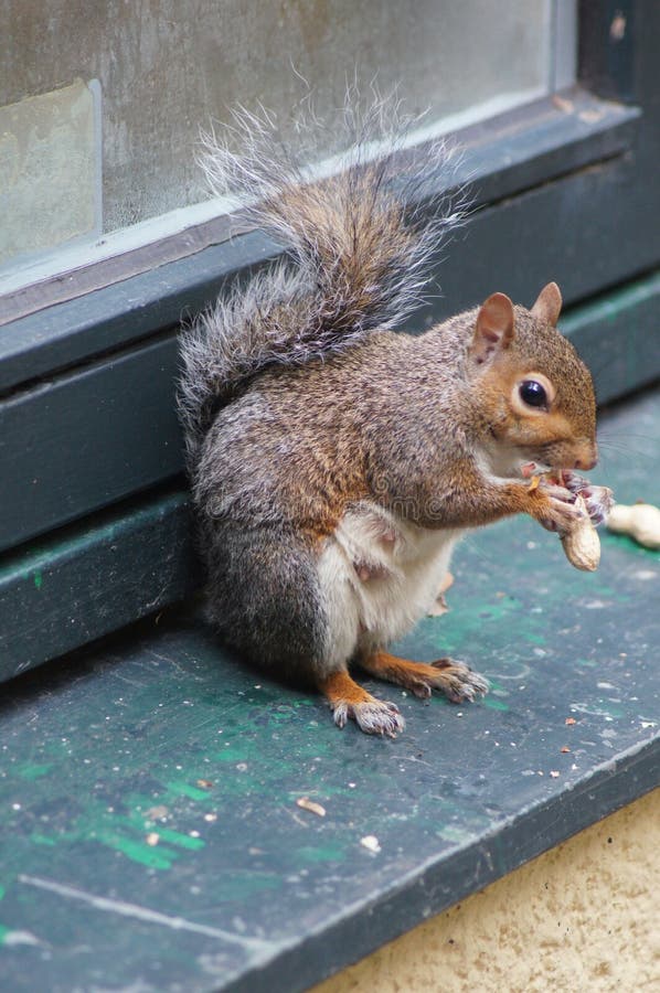 Nut eater stock photo. Image of eater, patio, doors, reading 99247262