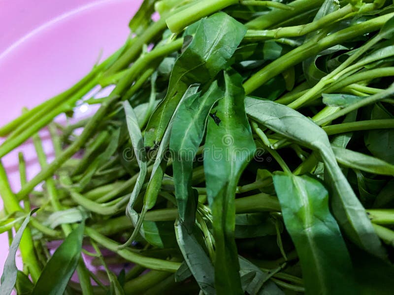 Ready To Cook Water Spinach Stock Photo - Image of green, leaf: 353262514