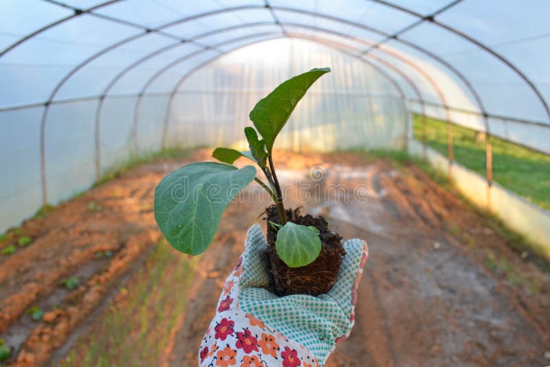 Ready to plant an eggplant. royalty free stock photography Ready to plant an eggplant. royalty free stock photography
