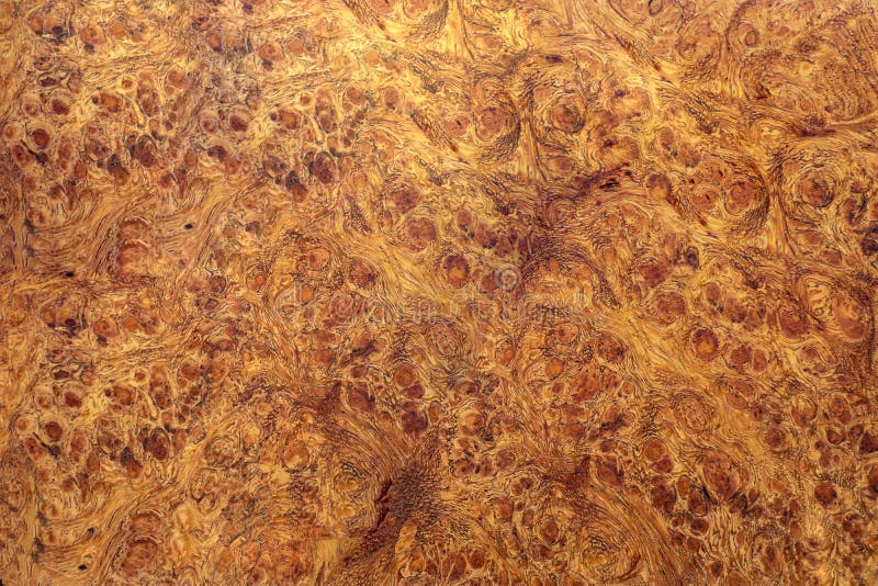 Real burl wood striped stock image Real burl wood striped stock image