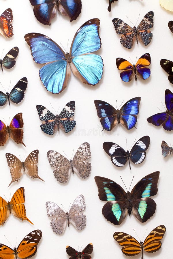 Collection of real butterflies mounted on foamboard. Collection of real butterflies mounted on foamboard.