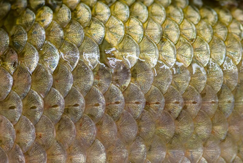 Real Fish Scale Pattern Stock Photos - Free & Royalty-Free Stock Photos  from Dreamstime