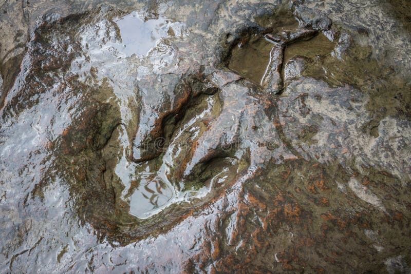 Footprint Of Dinosaur Carnotaurus On Ground Near Stream At Phu Faek