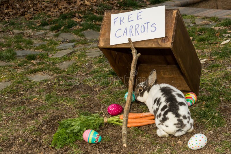 304 Rabbit Trap Stock Photos Free & RoyaltyFree Stock Photos from