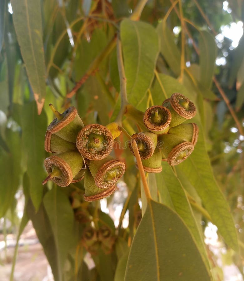 Real eucalyptus tree stock image. Image of real, eucalyptus 202505385