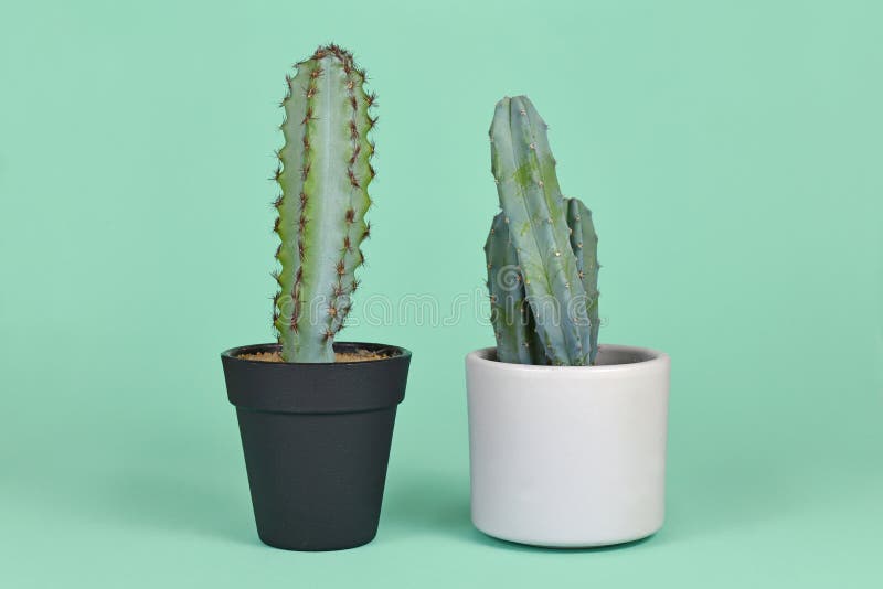 Real and Fake Plant. Potted Natural Myrtillocactus Cactus and Plastic Plant Comparison Stock