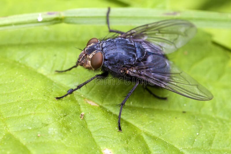 Real Fly - Muscidae sitting on a leaf - macro shot