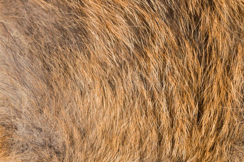 Fine Brown Fur Texture Stock Photos - Free & Royalty-Free Stock