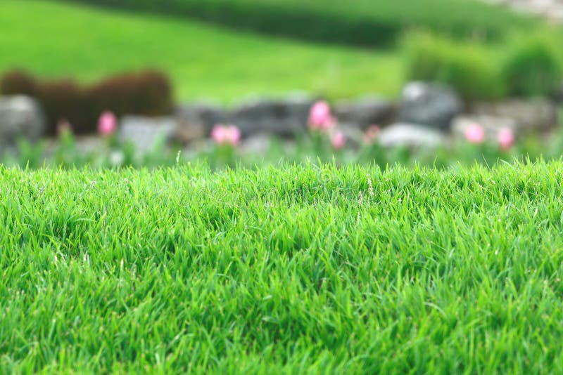 Real grass with blur background