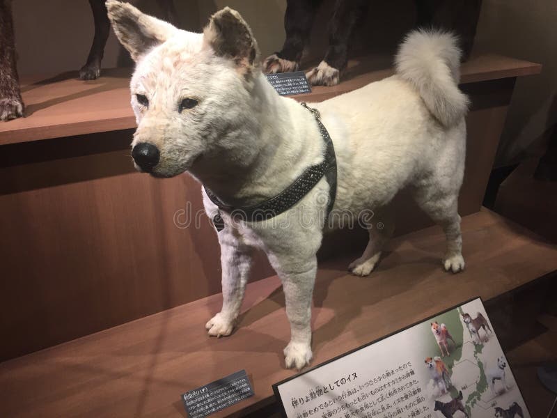 Real Hachi editorial image. Image of movie, museum, real 101426630
