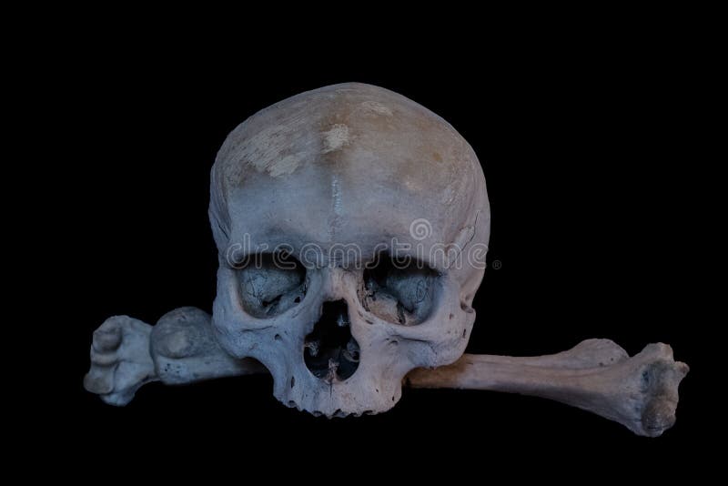 971 Real Human Skull Photos Free Royalty Free Stock Photos From Dreamstime
