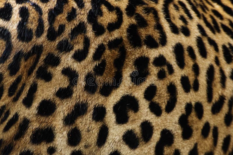 Real Jaguar Skin at Magnificent Stock Image Image of wildlife, yellow