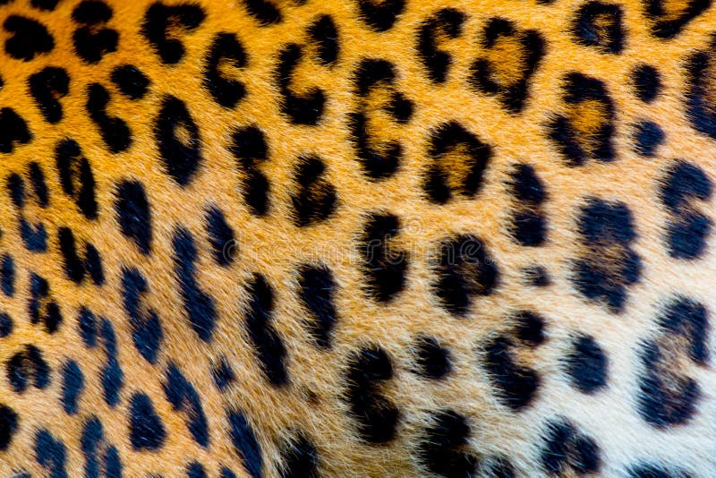 Real jaguar skin stock image. Image of hunter, black 58886407