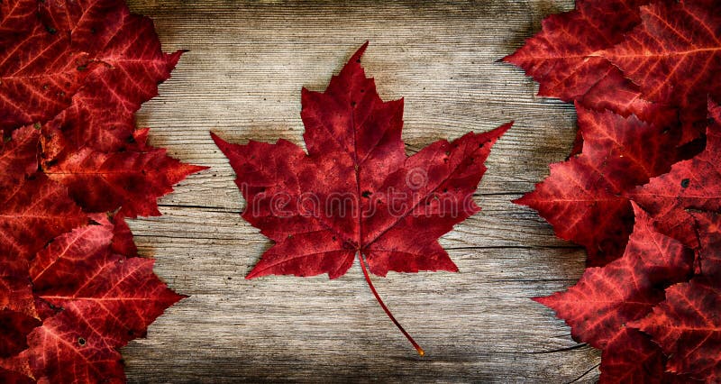 Real Leaf Canada img